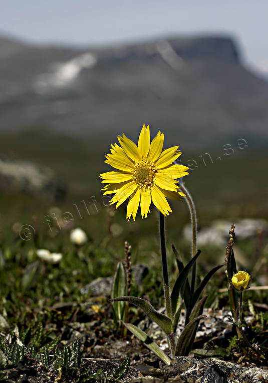 alpine arnica, alpine flower, alpine flowers, arnica angustifolia, biotope, biotopes, flowers, mountain, mountains, nature, plants, herbs