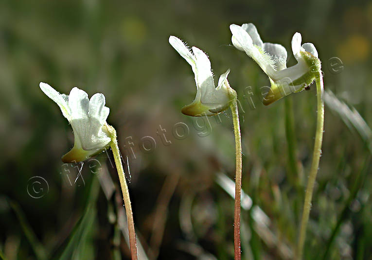 alpine butterwort, alpine flower, alpine flowers, biotope, biotopes, flowers, mountain, mountains, nature, plants, herbs, white