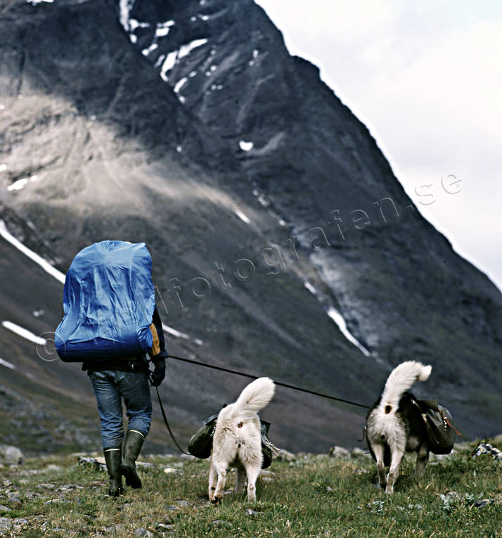 alpine hiking, Andra nyckelord, back-packer, dog, dogs, greenland dog, klvja, klvjning, landscapes, Lapland, mountain, mountains, nature, outdoor life, sommarfjll, summer, wild-life, ventyr