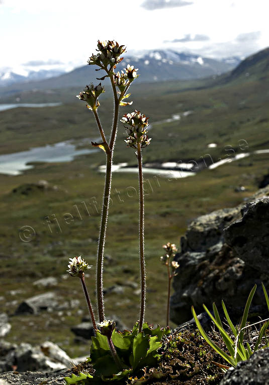 alpine flowers, alpine saxifrage, biotope, biotopes, flowers, mountain, mountains, nature, plants, herbs, saxifraga nivalis