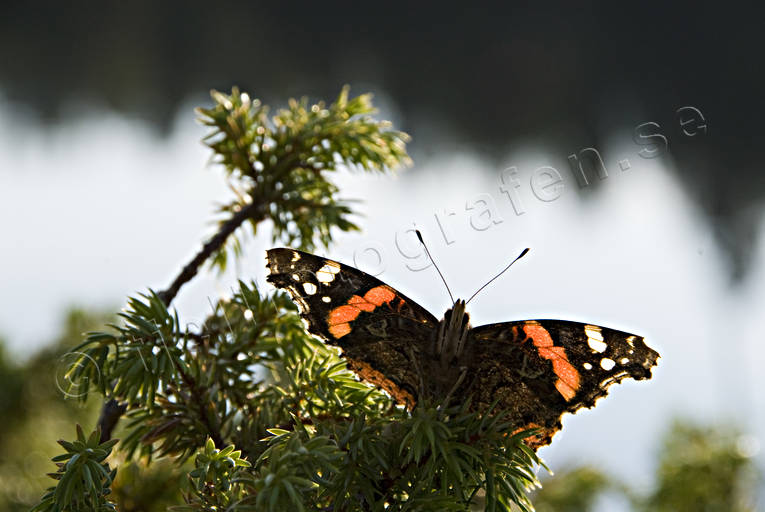 amiral, Amiralfjril, animals, backlight, butterflies, butterfly, insect, insects