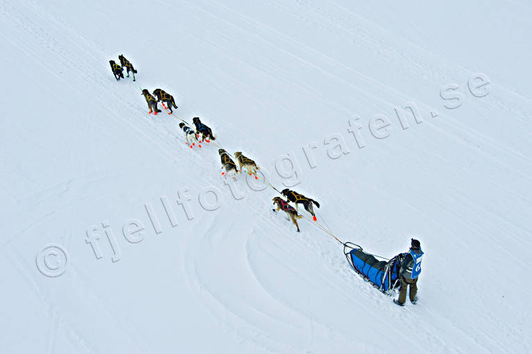 Amundsen race, competition, dogsled, Great Lake, sled dog, sled dogs, sledge dog, sledge dogs, Vallsundet, winter, ventyr