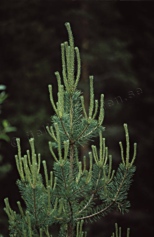 annual shoot, forestry, growth, pine, pine plant, fir plant, plant cultivation, shoot, shot, woodland, work