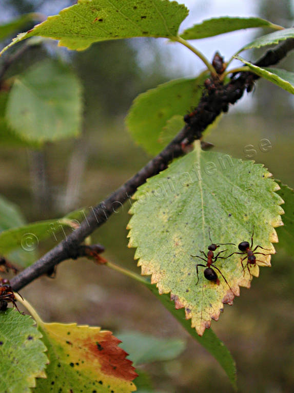 animals, ant, ants, birch, birchen leaf, birches, insects