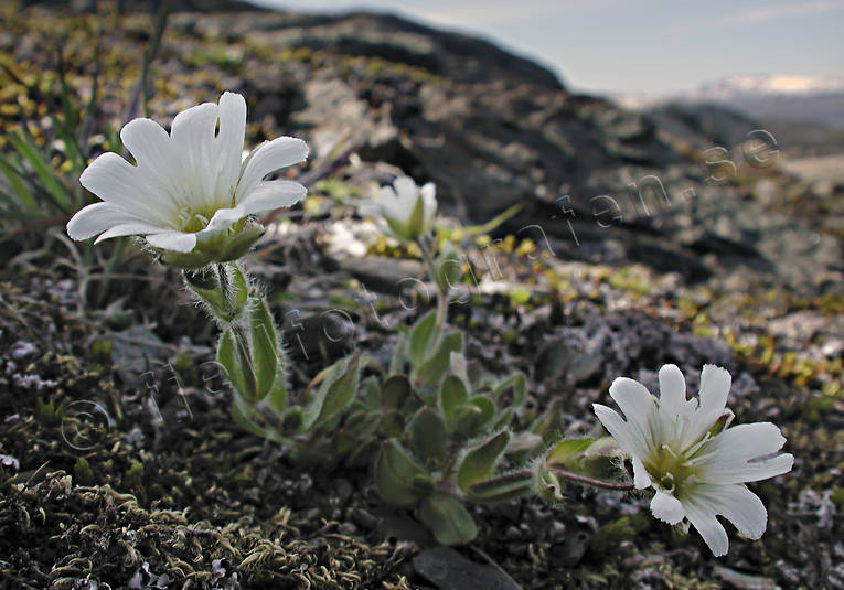 alpine flower, alpine flowers, arctic mouse-ear, biotope, biotopes, cerastium nigrecens, flowers, mountain, mountains, nature, plants, herbs