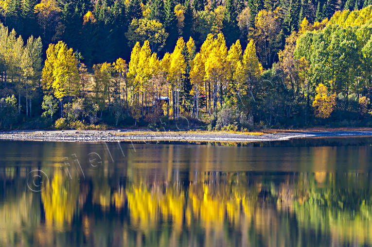 autumn, autumn colours, autumn leaves, beach, Jamtland, lake, landscapes, seasons, spegelbild, tree, woodland, yellow