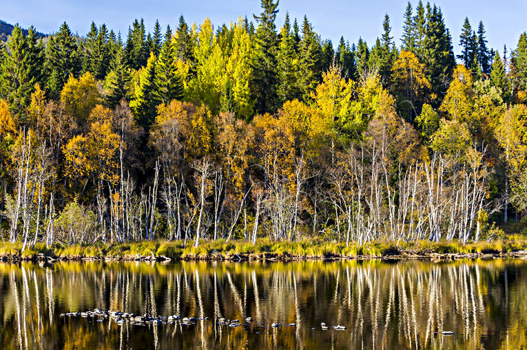 autumn, autumn colours, autumn leaves, Indal river, Jamtland, landscapes, lvtrd, seasons, spegelbild, watercourse, woodland