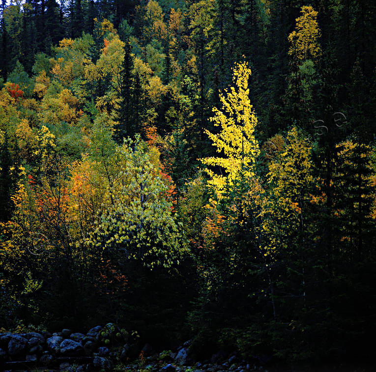 ambience, ambience pictures, aspen tree, atmosphere, autumn, autumn colours, season, seasons, tree, woodland, yellow
