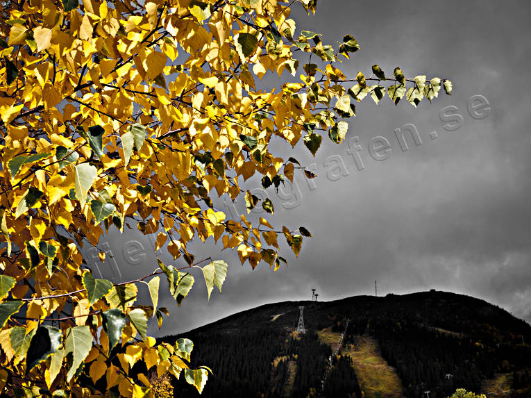 Areskutan, autumn, autumn leaves, Hummeln, Jamtland, landscapes, seasons, yellow