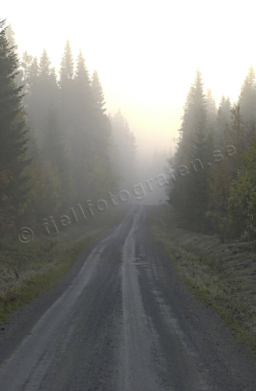 autumn, communications, fog, gravel road, land communication, morning, road, traffic, vehicular traffic