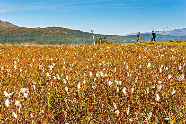 autumn, back-packing, common cotton grass, landscapes, meadowland, mountain, nature, outdoor life, plants, herbs, summer, track, track cross, view, view, wanderer, footer, ventyr