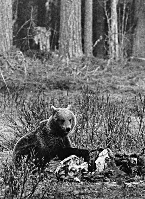 animals, bear, bear carrion, black-and-white, brown bear, carrion, mammals, predators, Sonfjllet, ursine