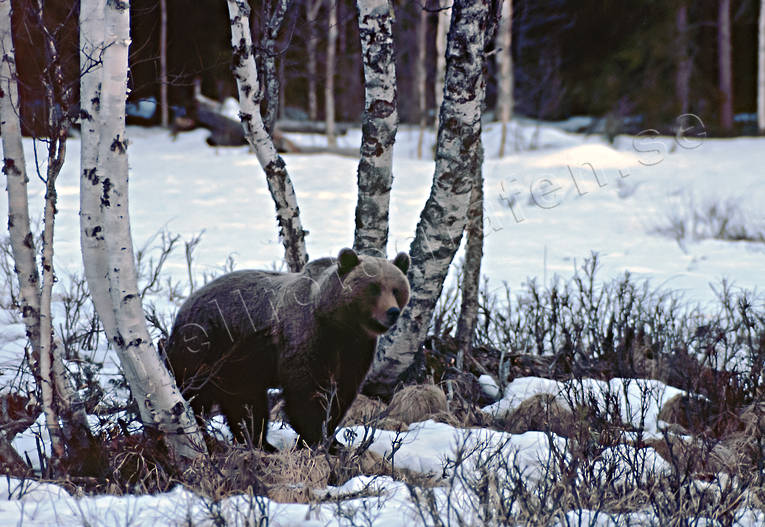 animals, bear, birch, birches, brown bear, mammals, predators, Sonfjllet, ursine
