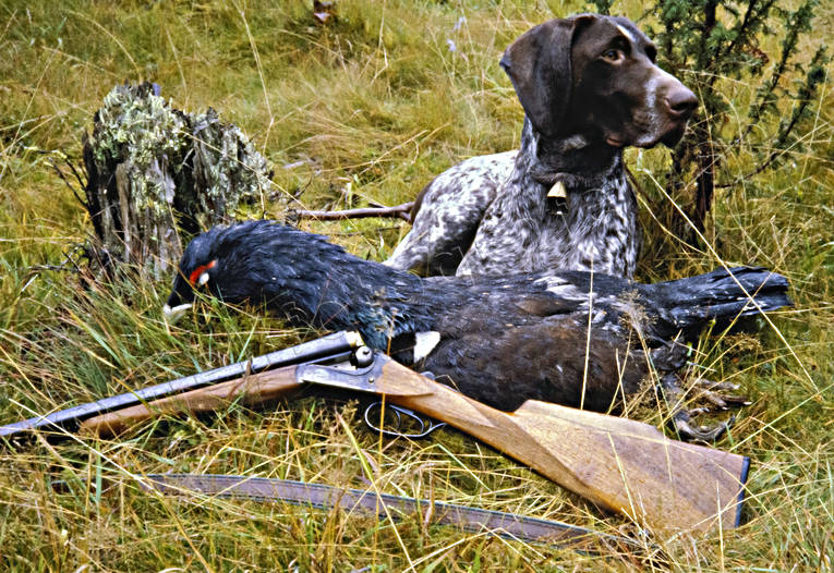 animals, bag, bird hunting, capercaillie, capercaillie cock, capercaillie hunt, dog, dogs, german shorthaired pointer, hunting, mammals, pointing dog