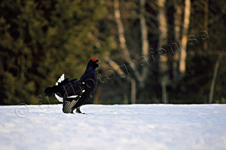 animals, bird, birds, black grouse, dancing black grouses, forest bird, forest poultry