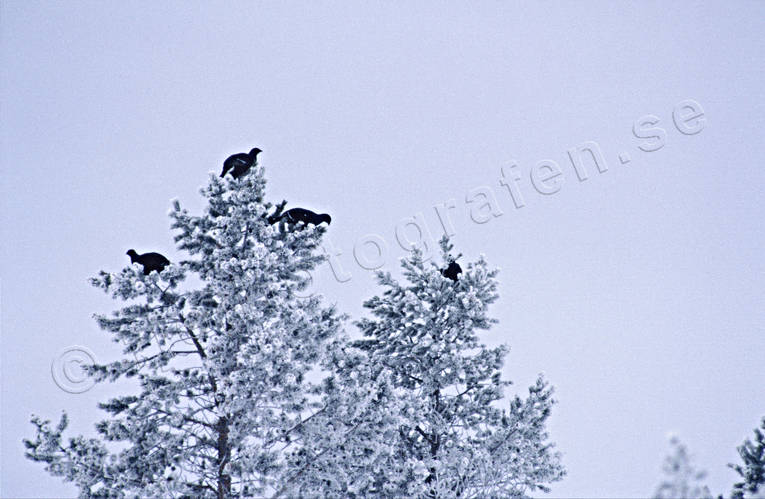 animals, birds, black grouse, black grouses, blackcocks, cocks, forest bird, forest poultry, heavy snow buildup, hoarfrost, pine tree top, top, treetop birds, winter
