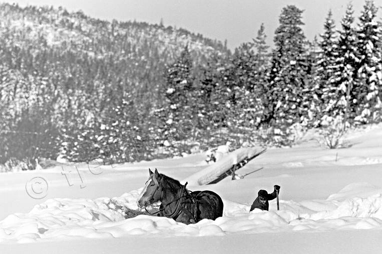 agriculture, animals, black-and-white, horse, mammals, seasons, snow, snskottning, transportation, winter, winter ambience, winter landscape, work