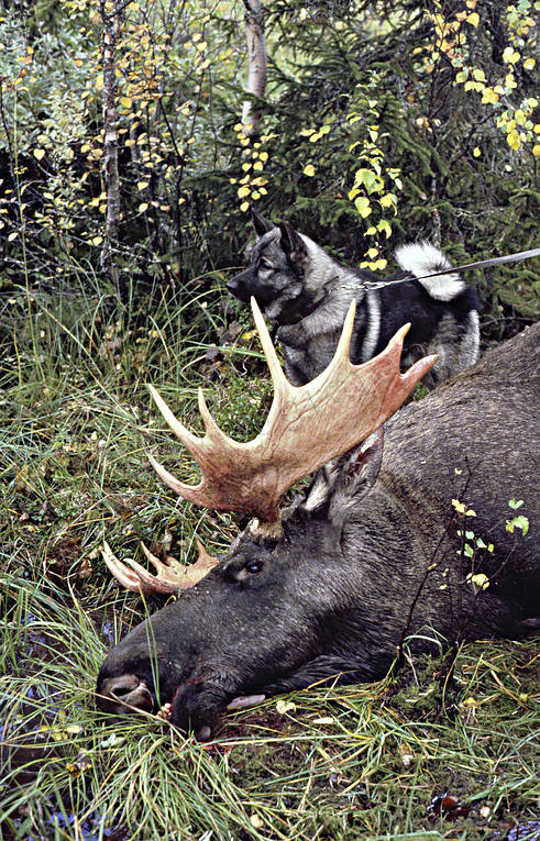 brought down, bull, elkhound, hunting, hunting moose, male moose, moose, moose hunting, ox, lgoxe