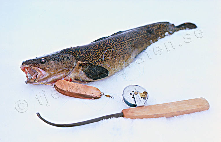 Angling - Ice Fishing - Burbot - Burbot captured on ice fishing © toj-01889  - LAPONIA PICTURES of Sweden