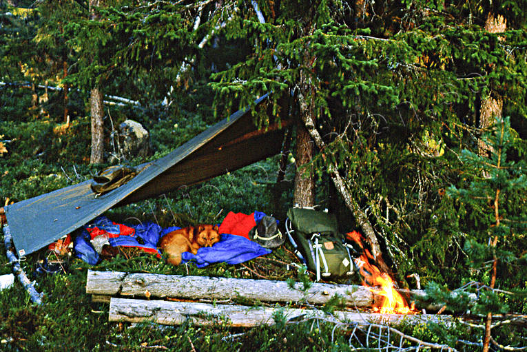 allmnjakt, bird hunting, camp fire, camp-site, finnish spitz, fire, hunting