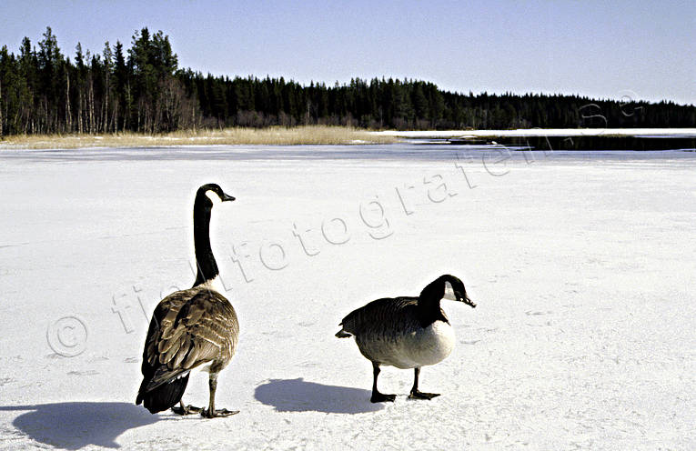 animals, birds, canada geese, canada goose, geese, goose, ice, spring