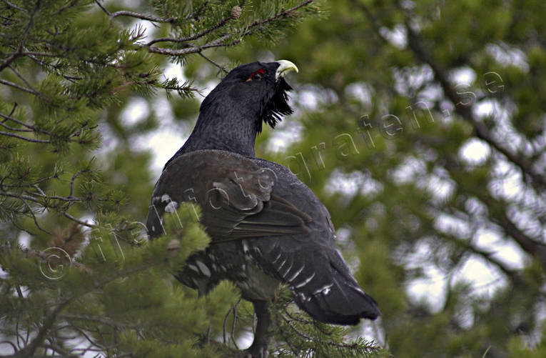 animals, bird, birds, capercaillie, capercaillie cock, cock, forest bird, forest poultry, tree