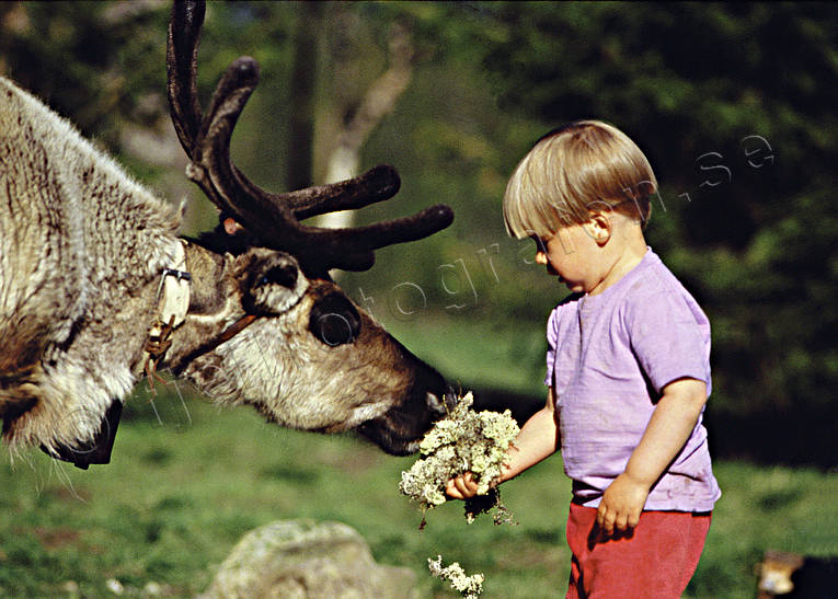 children, culture, feeds, outdoor life, reindeer, reindeer moss, sami culture, summer, wild-life, ventyr