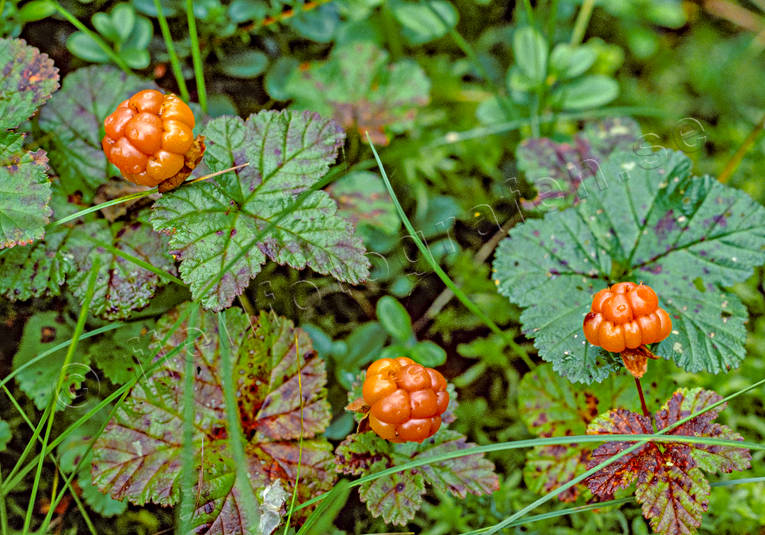 berries, berry picking, biotope, biotopes, bog soil, cloudberry, cloudberry, cloudberry picking, golden, green, mire, nature, Norrland, plants, herbs, summer, wild-life, ventyr