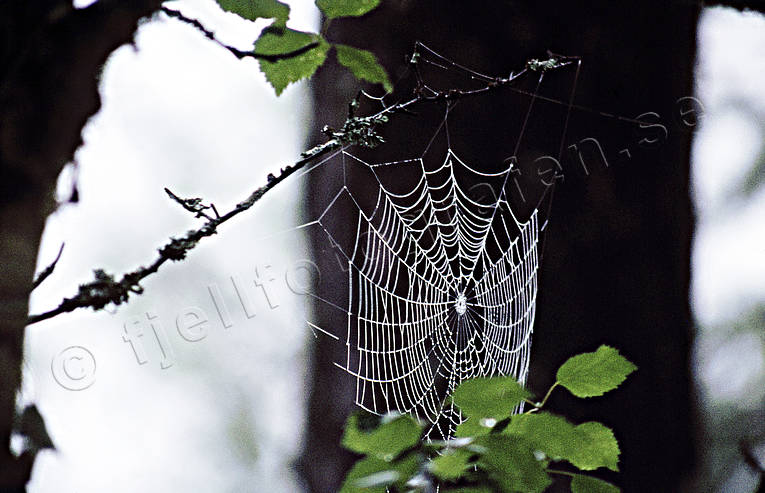 animals, cobweb, european garden spider, spider, spiders