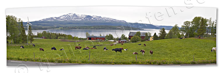 Areskutan, Cold lake, cows, farm, farm, farm, Jamtland, krok, landscapes, panorama, panorama pictures, pasturage, pasture land, summer