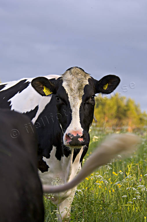 animals, be in country, cow, cows, cows, ko, mammals, meadowland, pasturage, pets, ng