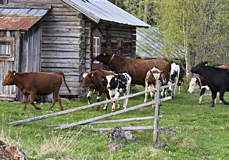 alpine cow, alpine cows, animals, be in country, cows, cows, heifer, heifers, mammals, pets, sommarng, summer, summer cottage, summer farm pasture