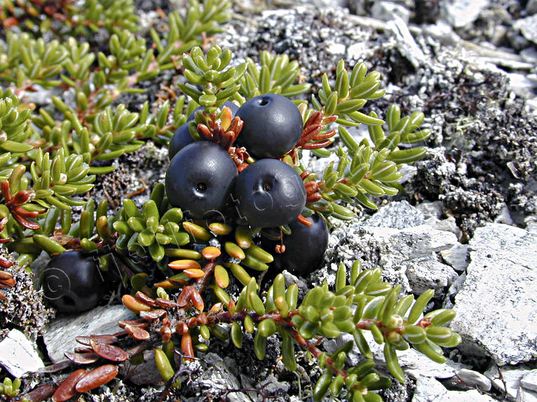 berries, berry sprigs, biotope, biotopes, crowberries, mountain, mountains, nature