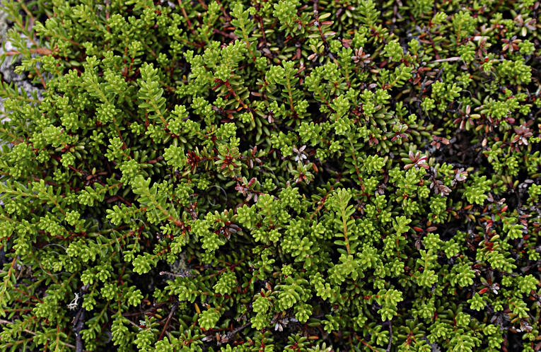 berry sprigs, biotope, biotopes, carpet, crowberries, crowberries sprigs, green, mountain, mountain land, mountains, nature