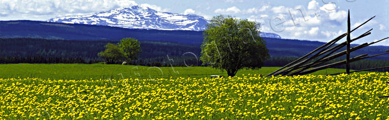 Areskutan, dandelion, hssjevirke, Jamtland, landscapes, mountain, panorama, panorama pictures, summer, ng