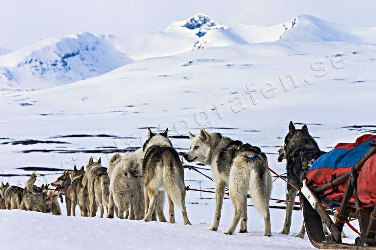 alpine landscape, mountain, siberian husky, sled dogs, snow, snow field, sylarna, Sylmassivet, Syltoppen, winter, ventyr