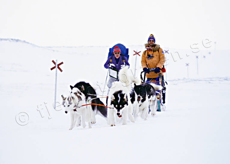 dogs, dogsled, dogsled, greenland dogs, greenlanders, mountain, mountain route, mountain trip, mountains, sled dog, sledge, sledge dog, sledge dogs, sledge trip, snow, track, track cross, winter, ventyr
