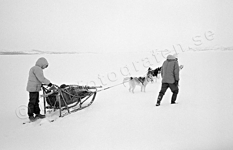 dogsled, dogsled ride, Essand lake, sled dog, sled dogs, sledge dog, sledge dogs, sledge trip, wild-life, winter, ventyr