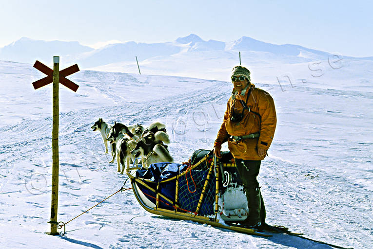 dogsled, dogsled ride, Herjedalen, mountain, sled dogs, sledge dog, sledge dogs, sledge trip, Swedish Mountains, sylarna, track mark, wild-life, winter, ventyr