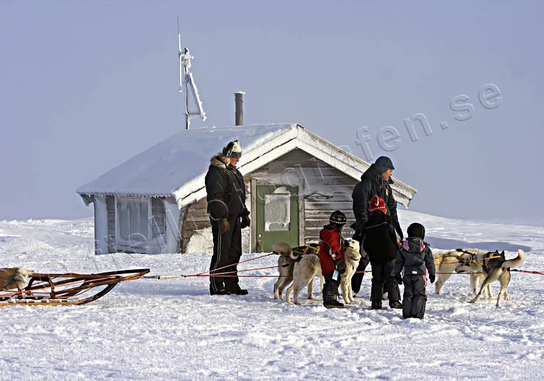 mountain, mountains, outdoor life, sled dog, sled dogs, sledge dog, snow, tourism, wild-life, winter, ventyr