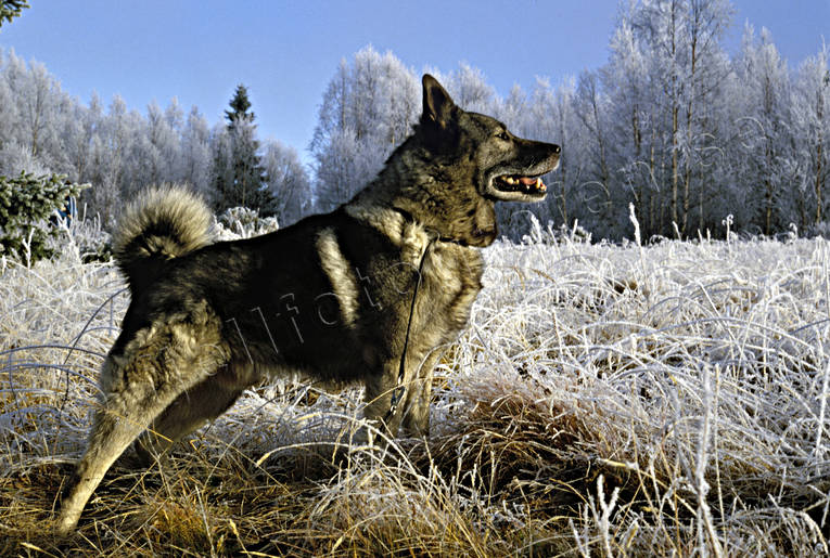 animals, court, dog, dogs, elk dog, elkhound, frosty, hunting, hunting dog, mammals, spitz