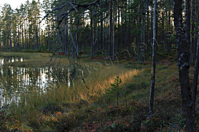 autumn, backlight, biotope, biotopes, evening, evening light, forest land, forest tarn, forests, nature, pine trunks, season, seasons, tree, woodland