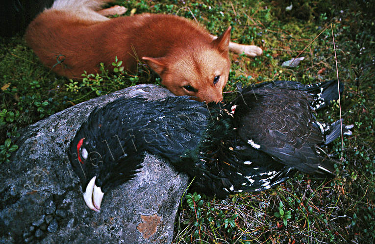 barking bird dog, barking bird dog, barking bird dogs, capercaillie, capercaillie cock, finnish spitz, hunting, ga*