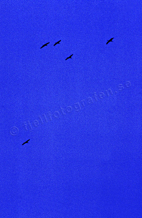 animals, birds, blue, crane, cranes, fly, migratory birds, sky