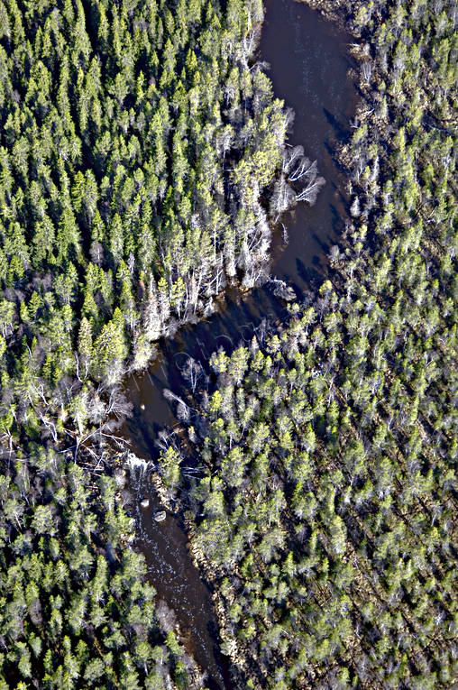 aerial photo, aerial photo, aerial photos, aerial photos, barrage, beaver, beaver creek, beaver dam, creek, damming, drone aerial, drnarfoto, forest creek, forest dying syndrome, forest land, Hallan, nature, woodland