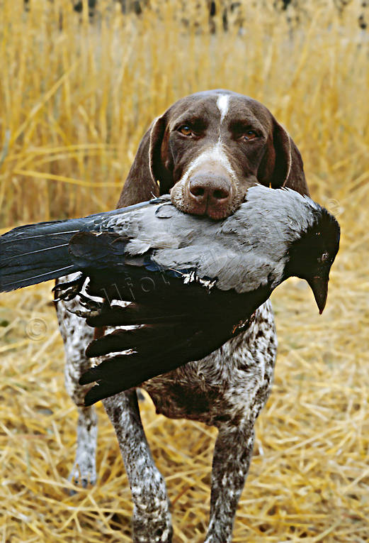 apport, crow, crow hunting, dog, german shorthaired pointer, hunting, krkfgel