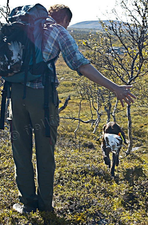 alpine hunting, apport, bird hunter, dog, german shorthaired pointer, hunter, hunting, pointing dog, ptarmigan, white grouse hunt, white grouse hunter