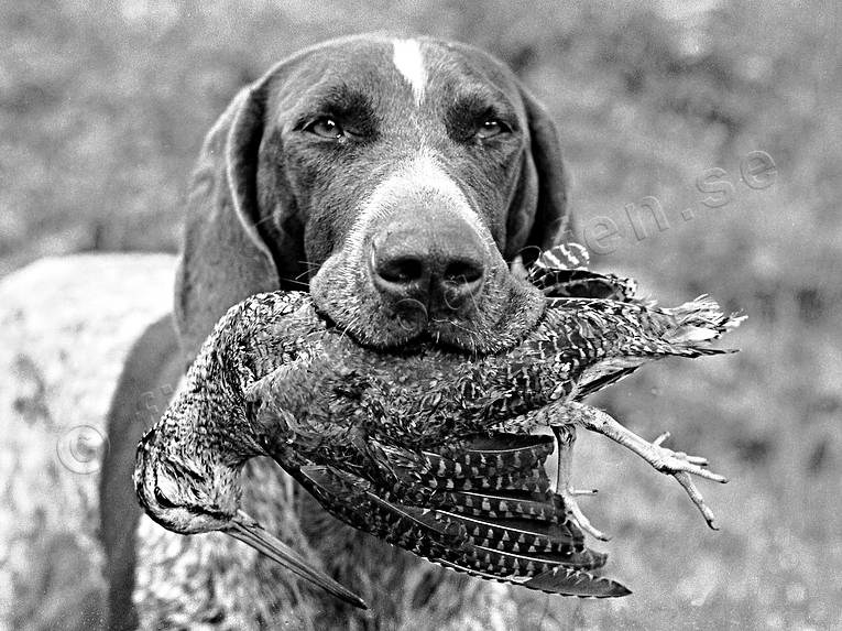 apport, apport, german shorthaired pointer, hunting, woodcock, woodcock hunting