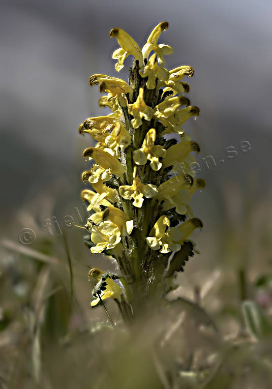 alpine flower, alpine flowers, biotope, biotopes, flowers, gulllspira, mountain, mountains, nature, plants, herbs