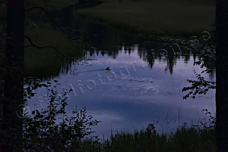ambience, ambience pictures, angling, atmosphere, common goldeneye, creek, duck, evening, fishing, fiske, flyfishing, forest creek, Hans Lidman, inspiration, Mllngsbon, night, pine trunks, reflection water, Svartn